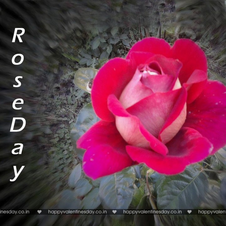 Rose Day – free christmas cards