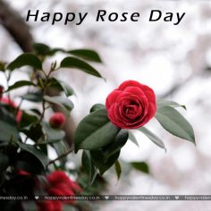 Rose Day – happy valentines day to my son