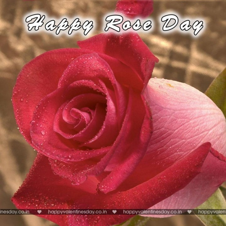 Rose Day