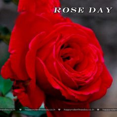 Rose Day – what is valentine day
