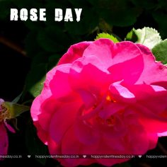 Rose Day – happy valentines day picture