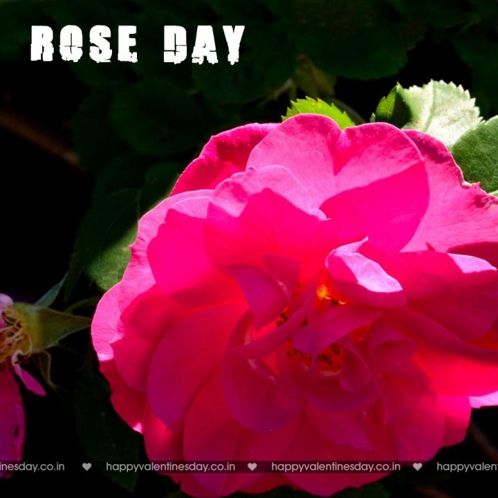 Rose Day – happy valentines day picture