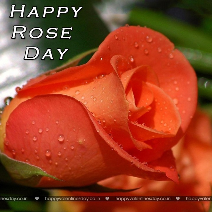 Rose Day – happy valentines day hindi sms
