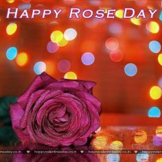 Rose Day – how to wish happy valentines day