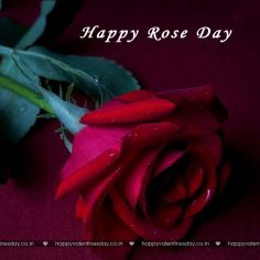 Rose Day – quotes about valentines