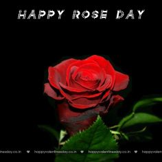 Rose Day – valentines day ecards free