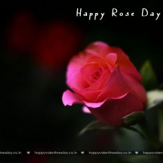 Rose Day – happy valentines day to you too