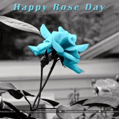 Rose Day – happy valentines day video
