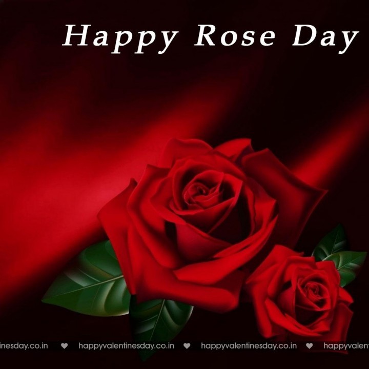 Rose Day – fun cards