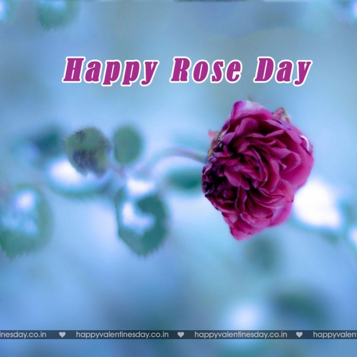 Rose Day – happy valentine day cards