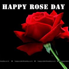 Rose Day
