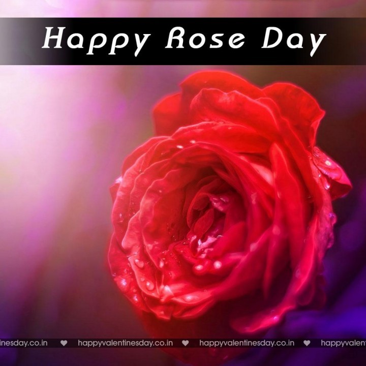 Rose Day – happy valentines day messages