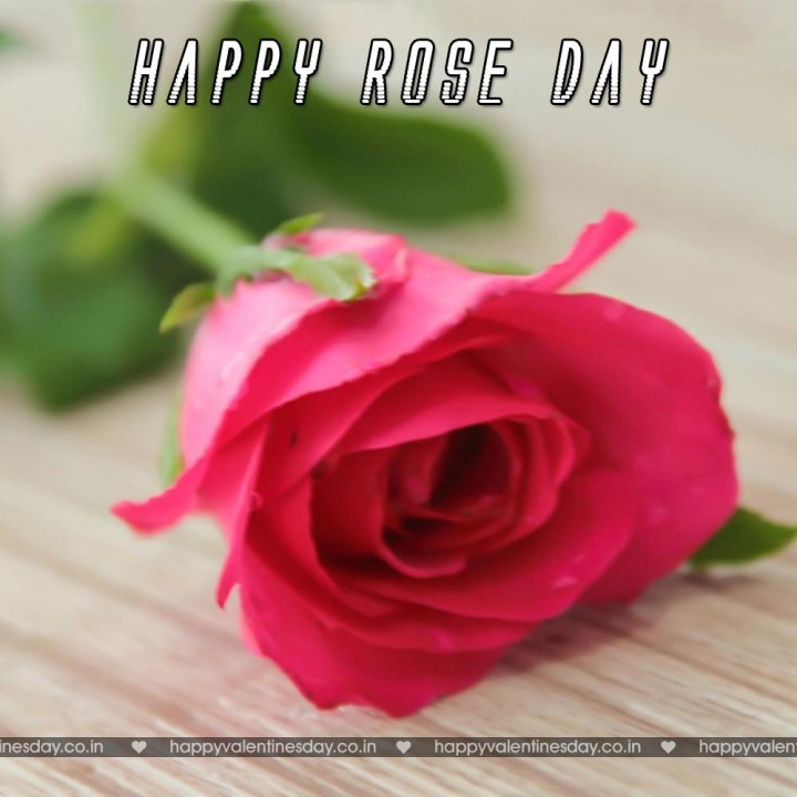 Rose Day