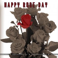 Rose Day – images of valentine day special