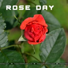 Rose Day