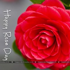 Rose Day
