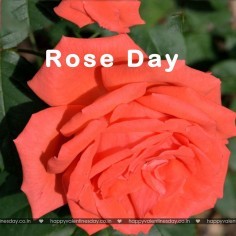 Rose Day