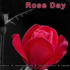 Rose Day – free love ecards
