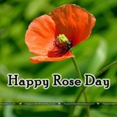 Rose Day