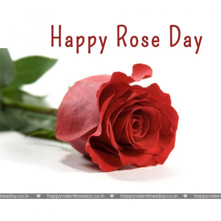 Rose Day