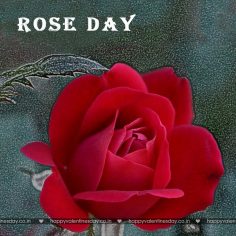 Rose Day – happy valentines day message