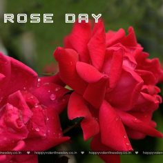 Rose Day – happy valentines day cat