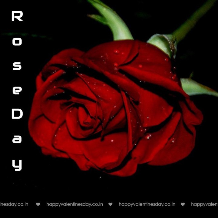 Rose Day – happy valentine day sms hindi
