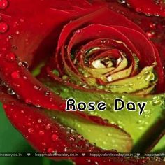 Rose Day – valentines day pictures free download