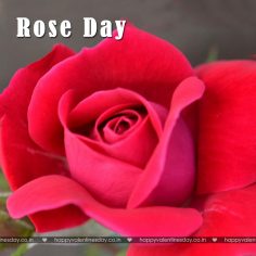 Rose Day – free greeting card