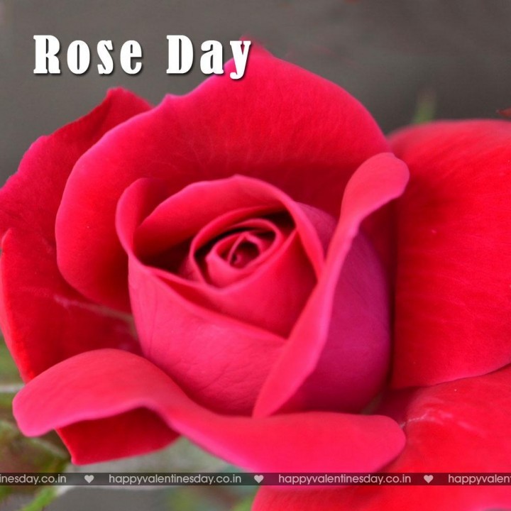 Rose Day – free greeting card