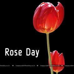 Rose Day
