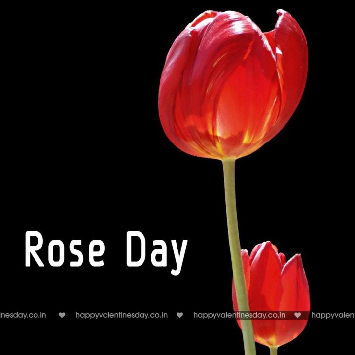 Rose Day