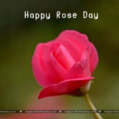 Rose Day – happy valentines day quote