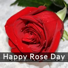 Rose Day