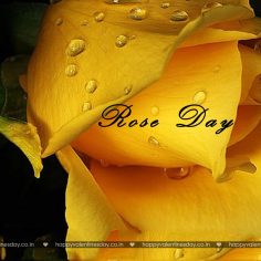 Rose Day – happy st valentines day