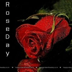 Rose Day – happy valentines day msg