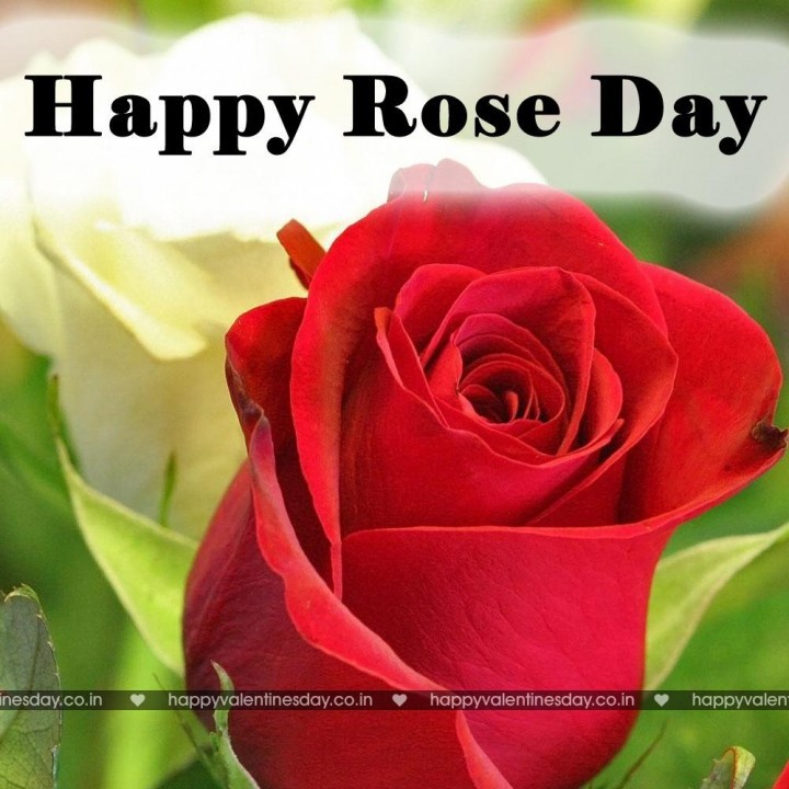 Rose Day
