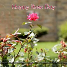 Rose Day – happy valentines day mouse