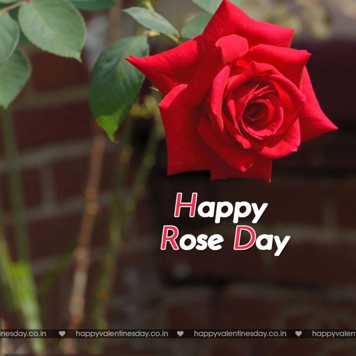 Rose Day – happy valentines day in polish
