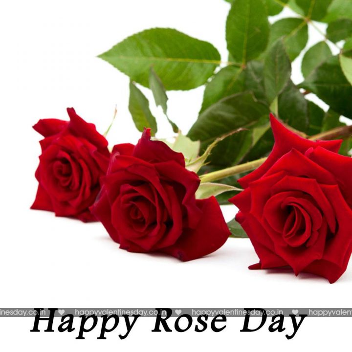 Rose Day