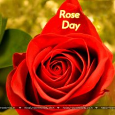 Rose Day – funny happy valentines day quotes