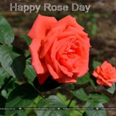 Rose Day – images of valentine day special