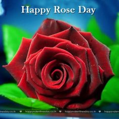 Rose Day – happy valentines day videos