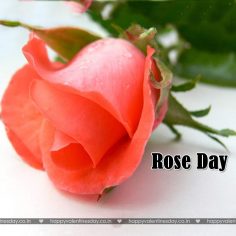 Rose Day – happy valentines day gif