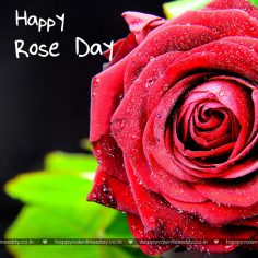 Rose Day – happy valentines day e cards