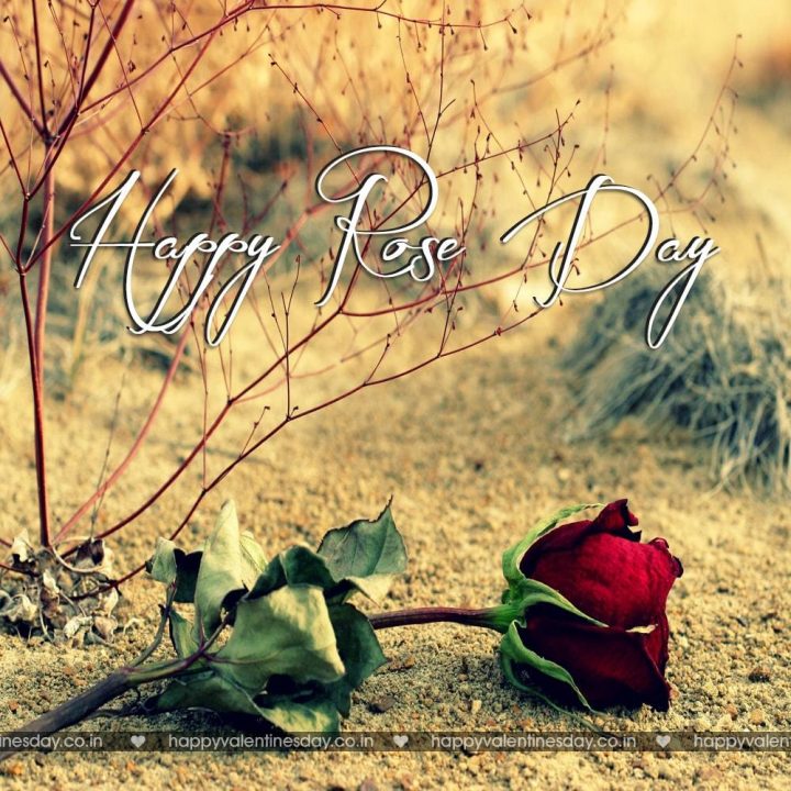 Rose Day – happy valentines day to you